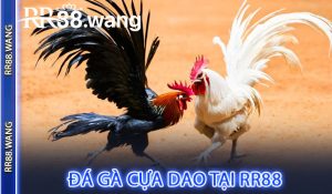 Đá gà cựa dao