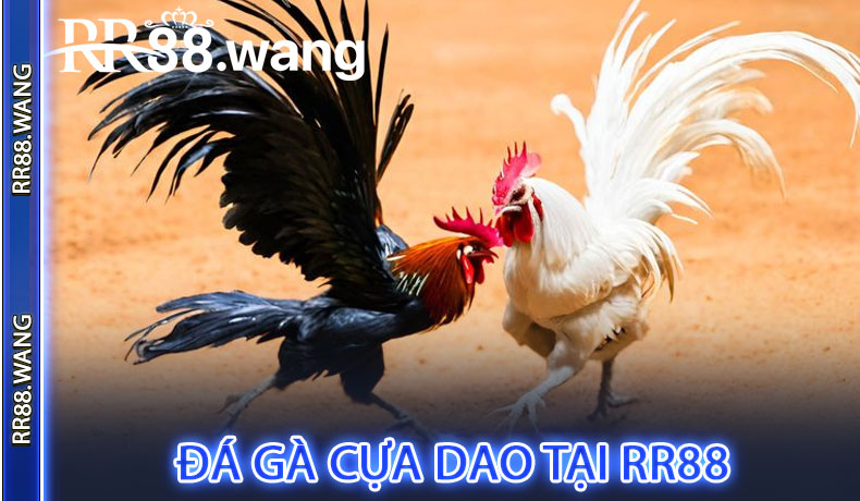 Đá gà cựa dao